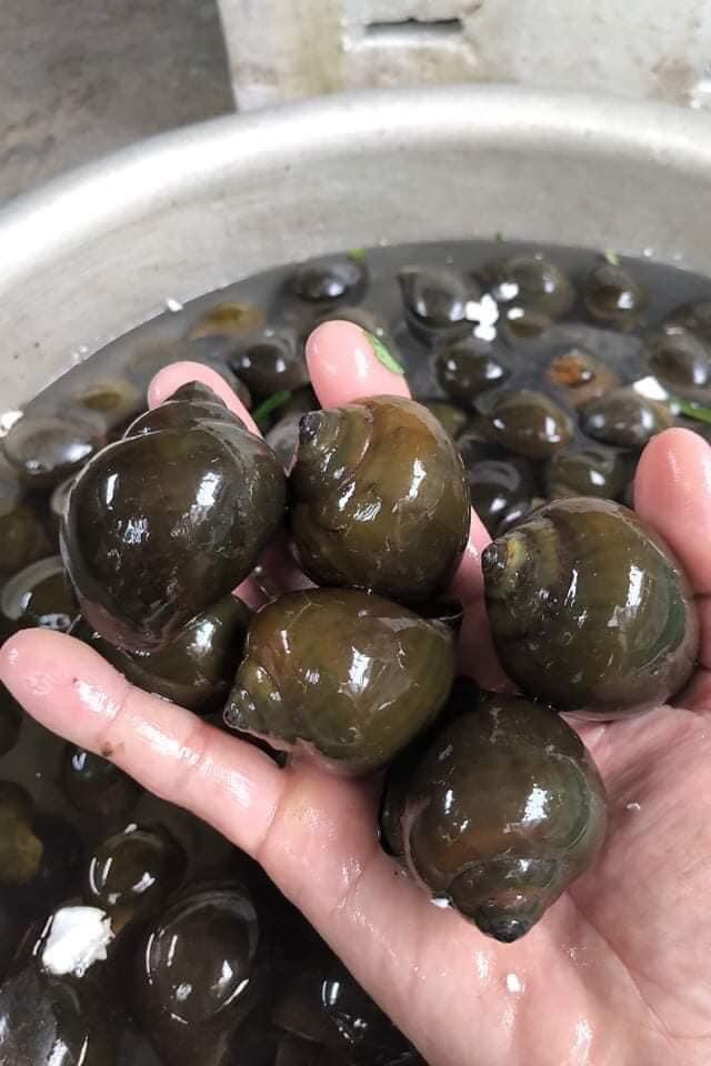 Ốc bươu đen thịt